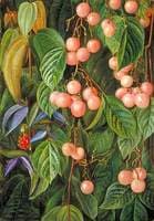 Plants of the Sarawak, Borneo
