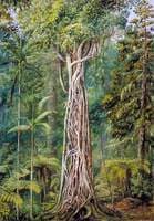 Poison Tree Strangled by a Fig, Queensland