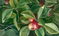 Psidium littorale