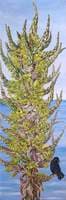 Puya chilensis (Chilli)