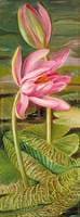 Red Water-Lily