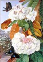 Rhododendron Falconeri from the Mountains of North India