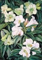 Rhododendrons of North India