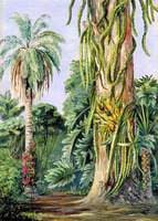 Scene in Dr Lund's Garden at Lagoa Santa, Brazil