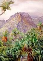 Screw-Pines on the Hills of Mahé, Seychelles