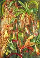 Seychelles Pitcher Plant and Bilimb Marron