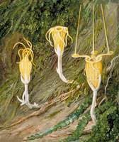 Singular Plants of the Dark Forests of Singapore and Borneo