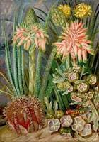 Some Grotesque Plants from the Karroo, South Africa