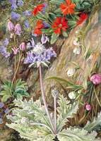Some Wild Flowers of California