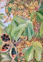 Sterculia of Mexico