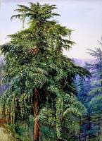 Study of a Deodar in Full Cone and Clothed with a Creeper, near Simla