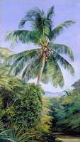 Study of Cocoanut Palm
