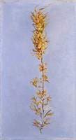Study of Gulf Weed