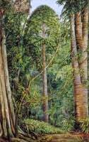 Study of the Bunya-Bunya