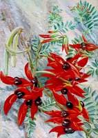 The Australian Parrot Flower