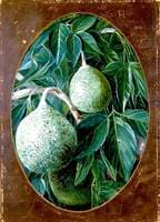 The Avocado or Alligator Pear