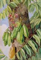 The Bilimbi or Blimbing, Jamaica