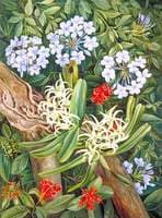 The Blue Plumbago in Contrast, Van Staaden's Kloof