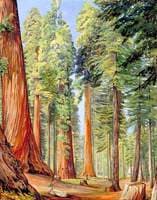 The Calaveras Grove of the Big Tree or Wellingtonia, in the Evening