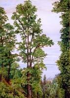 The Canary Islands Pine at Icod, Teneriffe