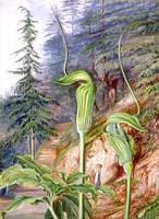 The Cobra Plant under Deodars, at Simla, India
