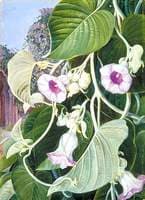 The Elephant Creeper of India