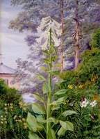 The Giant and Other Lilies in Dr Allman's Garden at Parkstone, Dorset