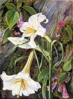 The Great Lily of Nainee Tal, in North India
