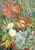 The Hottentot Fig and Other Succulents from the Karroo
