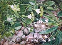 The Knobwood and Flowers of Natal