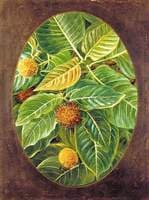 The Knobwood and Flowers of Natal