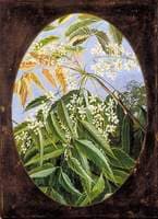 The Neem