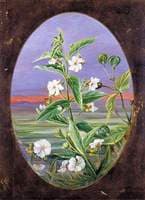 The Night Jessamine