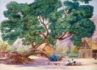 The Only Shade in Ile Aride, Seychelles