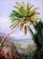The Six-Headed Cocoanut Palm of Mahé, Seychelles