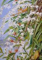 The Turong or Pigeon Orchid in Borneo, and a Purple-Brown Cymbidium