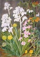 The Wool-Flower of South Africa and Some Others