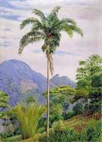 Tijuca, Brazil, with a Palm in the Foreground