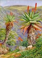 Tree Aloes and Mesembryanthemums above Van Staaden's Kloof, South Africa