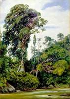 Tree Covered with Epiphytes and a Palawan Tree, Sarawak, Borneo