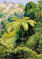 Tree Fern and 'Whish-Whish' in the Punch Bowl Valley, Jamaica