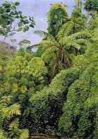 Tree Ferns and Climbing Bamboos in Gongo Forest, Brazil