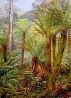 Tree Ferns in Victoria with a Nest of the Lyre Bird