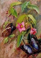 Twining Plant and Butterfly of Brazil