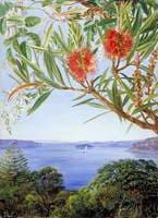 Two Australian Shrubs with Sydney Harbour below