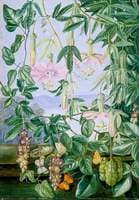 Two Climbing Plants of Chili and Butterflies