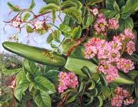 Two Flowering Shrubs of Java
