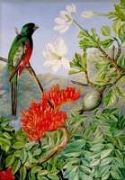 Two Flowering Shrubs of Natal and a Trogon