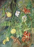 Two Trailing-Plants with a Lizard and a Moth from Ile Aride, Seychelles