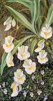 Two Tropical American Flowers